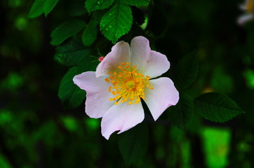 Fototapeta premium Dog Rose blossoms (Rosa canina)