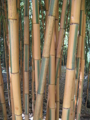 Bambous