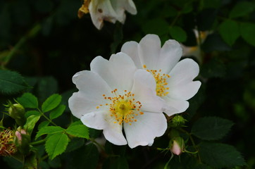 Fototapeta premium Dog Rose blossoms (Rosa canina)