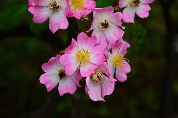 Dog Rose blossoms (Rosa canina)