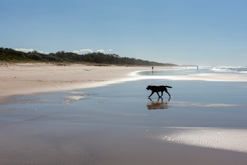 A lonely dog walking at the sandy beach