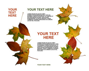 leaflet template. advertising sheet. autumn leaves maple poplar red yellow for design isolated white