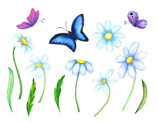 Fototapeta na wymiar Set daisies watercolor with leaves and butterflies isolated on a white background. Flat flowers.