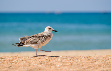 One seagull walks along the sandy beach against the background of the sea.