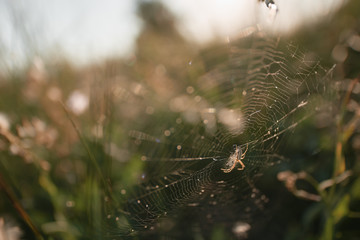 spider on the web waiting for victim. Oxyopes salticus in the nature. Danger lynx spider in the wilds