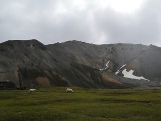 Vulkanstein und Schafe in den Bergen von landmannalaugar © heibergerwork