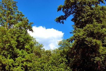 Obraz premium Grüner Park in Augsburg in Deutschland 4.7.2020