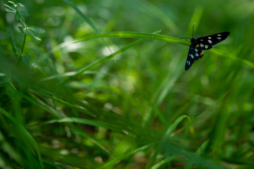 butterflies