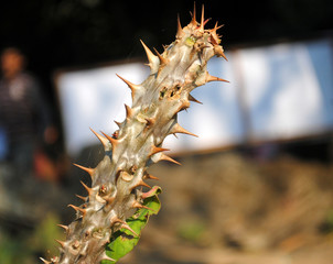 The piercing thorns plant commonly knowns as Crown of Thorns/ Christ Plant/ Christ Thorn at Apica Garden in Gangtok, Sikkim. Botanically known as Euphorbia Milli that was used to form Christ’s Crown o
