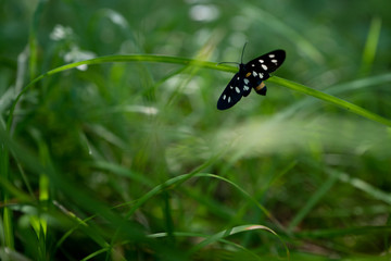 butterflies