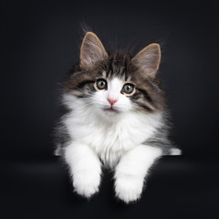 Expressive black tabby blotched with white Norwegian Forestcat kitten, laying down facing front. Looking curious to camera with greenisch eyes. Isolated on a black background.