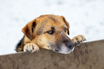 A large brown dog peeks out from behind a fence in winter