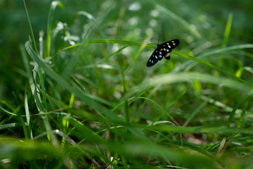 butterflies
