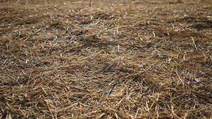 dry grass background
