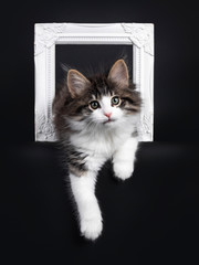Expressive black tabby blotched with white Norwegian Forestcat kitten, laying through photo frame. Looking curious to camera with greenisch eyes. Isolated on a black background. One paw hanging relaxe