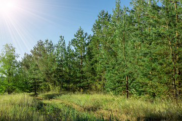 the edge of a pine forest on a sunny day, natural landscape, tourism, a walk in the forest