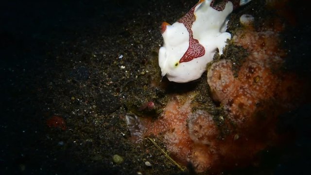 Warty frogfish (Clown frogfish) - Antennarius maculatus hunting. Macro underwater video. Diving in Tulamben, Bali, Indonesia.