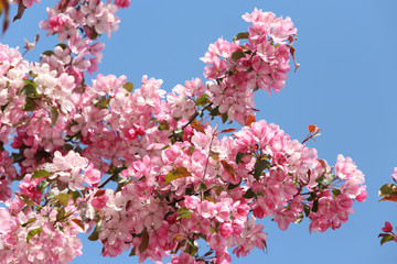 Pink flowers of blossoming apple-tree (grade 