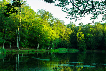 green lake in the forest