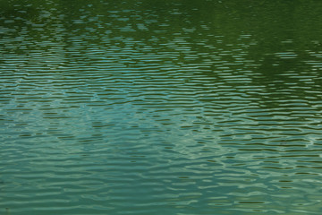 shallow waves on a green lake