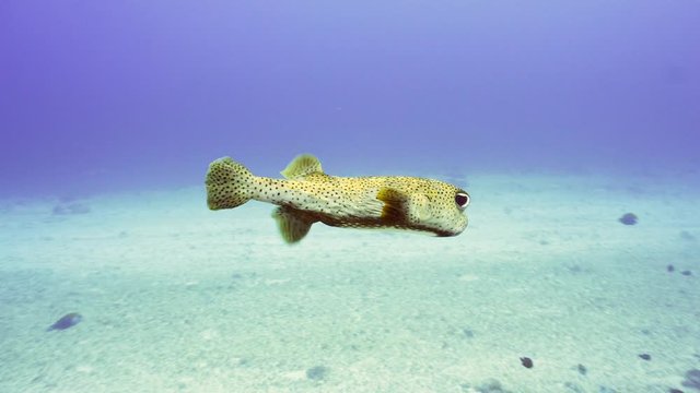 porcupine fish passing by the camera in maldives