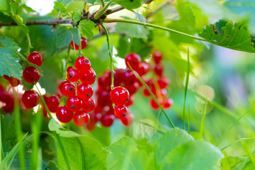 A branch of red currant . Red berry. Harvest. Summer red berries . . A currant branch hangs over the greenery. Copy space