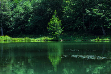 lonely tree on the shore of the lake