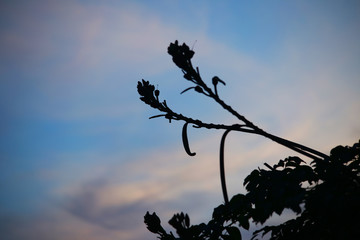 silhouette of a tree in the sunset