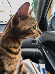 Cat travels in the car and sit in the lap of the owner. Pedigree, purebred Bengal cat, championship medalist with pedigree travels in the front seat. Tiger coloring. Trip for veterinarian examination