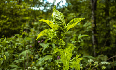 Arctium lappa flower. Greater burdock.