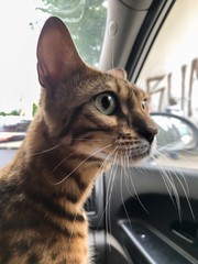 Pedigree, purebred Bengal cat, championship medalist with pedigree travels in the front seat. Cat travels in the car and sit in the lap of the owner. Tiger coloring. Trip for veterinarian examination