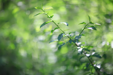 abstract green summer bokeh background, gradient view art texture glow