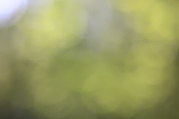 abstract green summer bokeh background, gradient view art texture glow