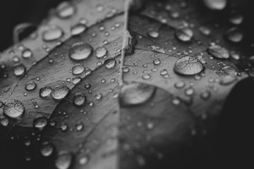 After a fresh April rain