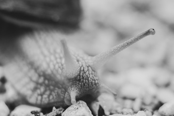 Snail after a refreshing rain