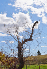 dead tree in the field