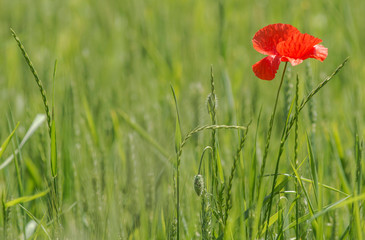 Coquelicot dans les céréales à Chichilianne, France