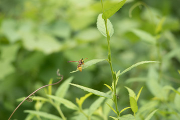 ant on a leaf