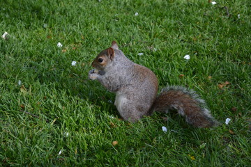 Squirrel in The Park