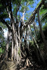 Trees on Ross Island. Andaman and Nicobar Islands. India. Asia.