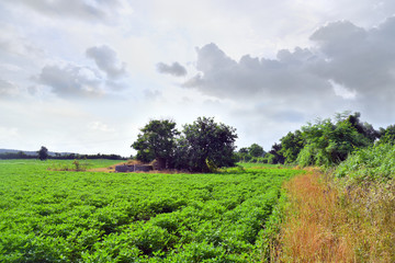 Fototapeta na wymiar Agriculture, Peanut Field and grass stock image .