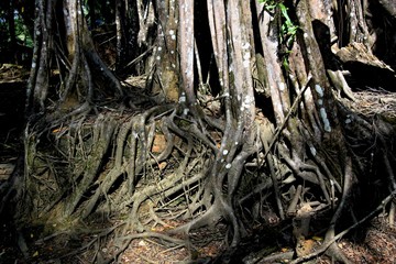 Trees on Ross Island. Andaman and Nicobar Islands. India. Asia.
