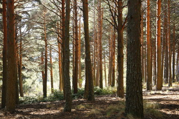 Naklejka premium Baño de bosque