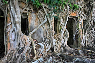 Ruins of abandoned building covered with roots on Ross Island. Andaman and Nicobar Islands. India. Asia.