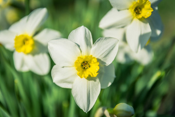 large daffodils growing on a flower bed in the garden