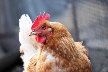 Chicken on the farm, poultry concept. Portrait of angry brown hen