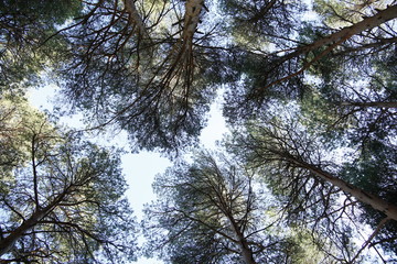 Baño de bosque