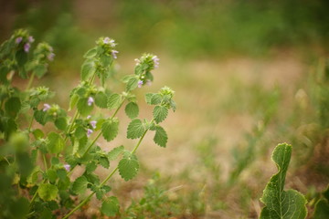 Lamium purpureum. Annual or biennial herbaceous plants. Wild purple flowers grow in sunny field.
