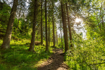 Scenic footpath in the woods of Sortavala, Karelia.