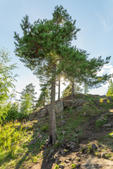 Fototapeta premium Pine trees on the top of the hill in summer. Vertical image.